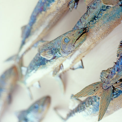 Fish Mural Detail